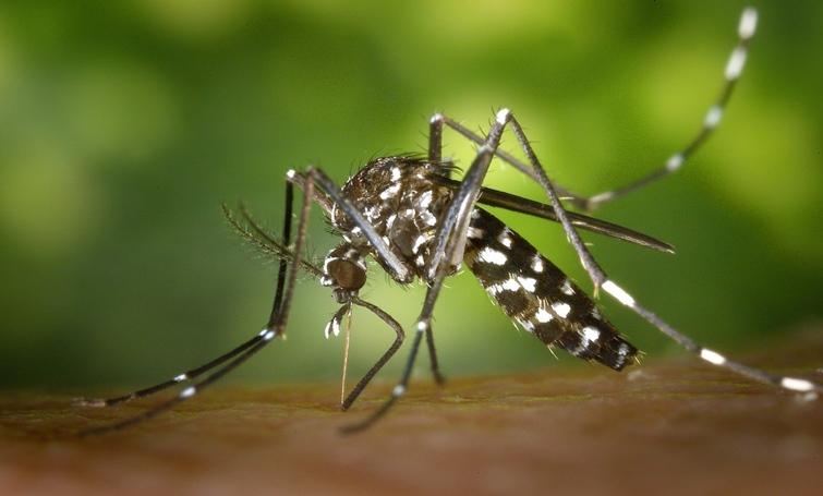 “Alerta Maxímo”, 22% das cidades brasileiras estão em risco para surto de Aedes aegypti