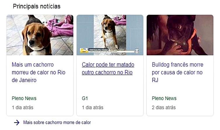 Aumento de mortes em pets durante o verão soa o alerta para cuidados com os animais de estimação