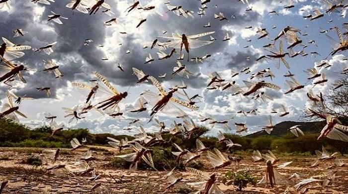 Em meio à pandemia por Covid-19, África enfrenta segunda praga de gafanhotos, simultaneamente